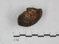登錄號:F0024790藏品圖，第1張