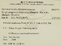 桑黃藏品圖，第2張