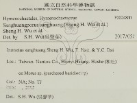 桑黃藏品圖，第2張