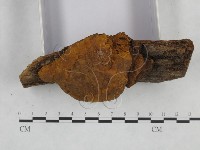 桑黃藏品圖，第3張