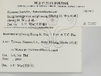 桑黃藏品圖，第2張