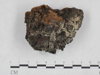 桑黃藏品圖，第3張