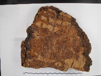 登錄號:F0024803藏品圖，第1張