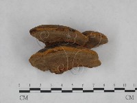 登錄號:F0024804藏品圖，第3張