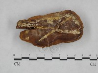 登錄號:F0024805藏品圖，第1張