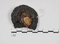 登錄號:F0024806藏品圖，第1張