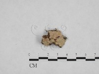 登錄號:F0024807藏品圖，第1張