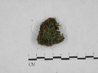 登錄號:F0024814藏品圖，第3張