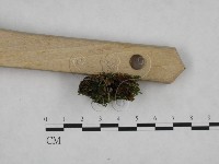 登錄號:F0024814藏品圖，第5張