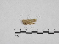 登錄號:F0024816藏品圖，第1張