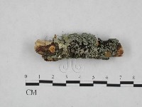 登錄號:F0024817藏品圖，第1張