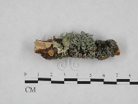 登錄號:F0024817藏品圖，第4張