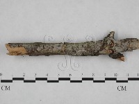 登錄號:F0024818藏品圖，第1張