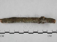 登錄號:F0024818藏品圖，第3張