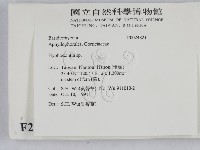 絲齒菌屬藏品圖，第2張
