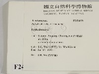 絲齒菌屬藏品圖，第2張