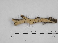 絲齒菌屬藏品圖，第1張