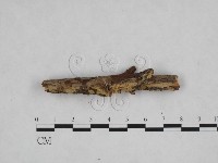 登錄號:F0024829藏品圖，第3張