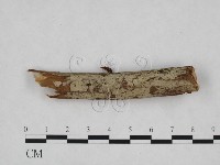 登錄號:F0024832藏品圖，第1張