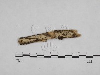 登錄號:F0024839藏品圖，第1張