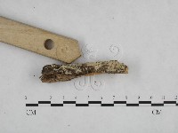 登錄號:F0024840藏品圖，第3張