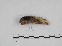 登錄號:F0024841藏品圖，第3張