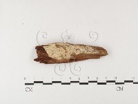 登錄號:F0024851藏品圖，第1張