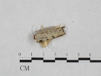 登錄號:F0024857藏品圖，第1張