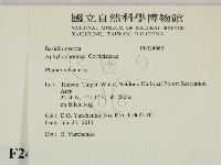 顯絲菌屬藏品圖，第2張