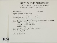 絲皮菌屬藏品圖，第2張