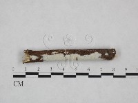 絲皮菌屬藏品圖，第1張