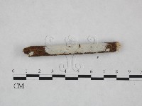 絲皮菌屬藏品圖，第3張