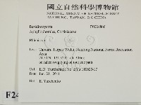 射脈菌屬藏品圖，第2張