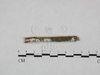 射脈菌屬藏品圖，第3張