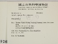 筍殼菌屬藏品圖，第2張