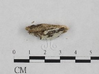 登錄號:F0024876藏品圖，第3張