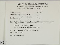 粗糙孢菌屬藏品圖，第2張