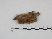 粗糙孢菌屬藏品圖，第1張
