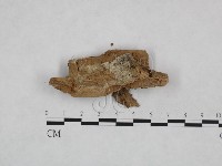 粗糙孢菌屬藏品圖，第3張