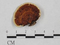 靈芝屬藏品圖，第3張