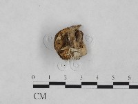 粗糙孢菌屬藏品圖，第1張