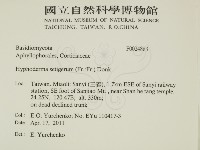 剛毛絲皮菌藏品圖，第2張