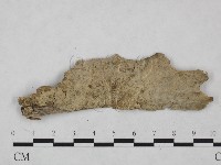 剛毛絲皮菌藏品圖，第1張