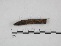 刺革菌屬藏品圖，第1張