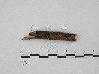 刺革菌屬藏品圖，第3張