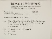 剛毛絲皮菌藏品圖，第2張