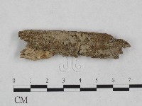 剛毛絲皮菌藏品圖，第1張