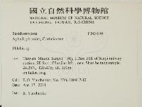 射脈菌屬藏品圖，第2張