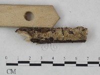 射脈菌屬藏品圖，第3張