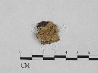 射脈菌屬藏品圖，第1張